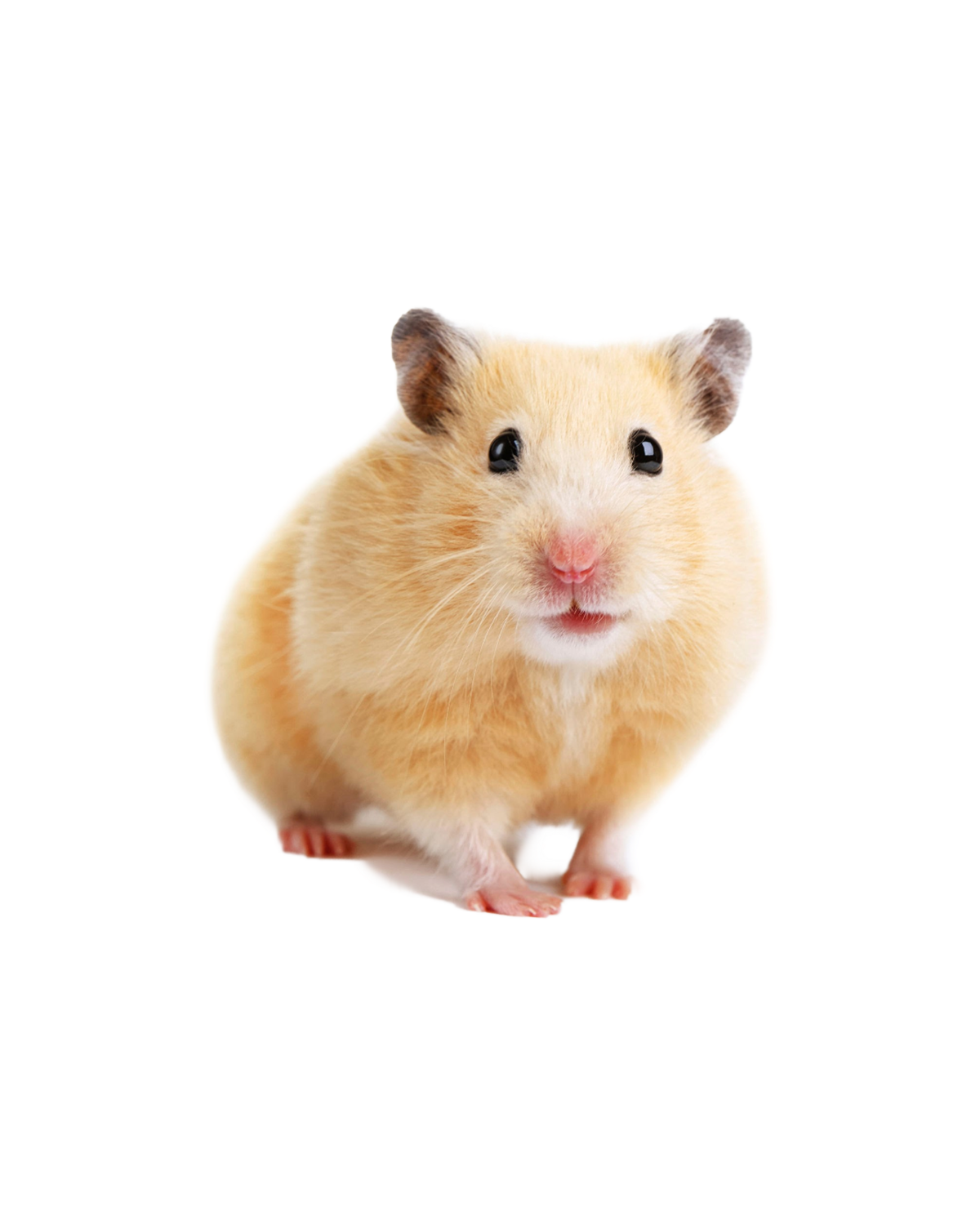 سوری